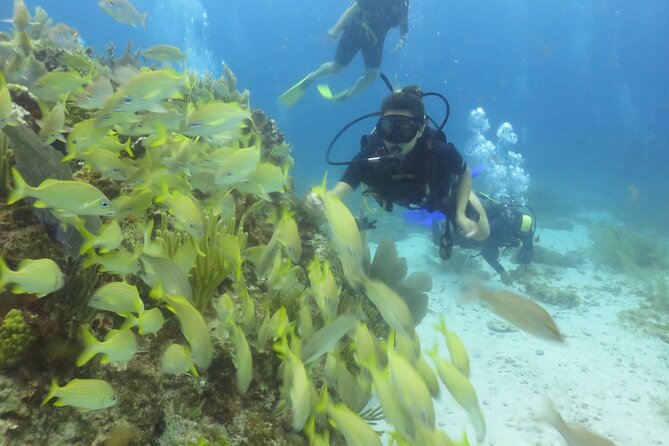 Scuba Diving (1st time) in Cancun Beginner's WELCOMED! - The real price: add the extra charges before booking