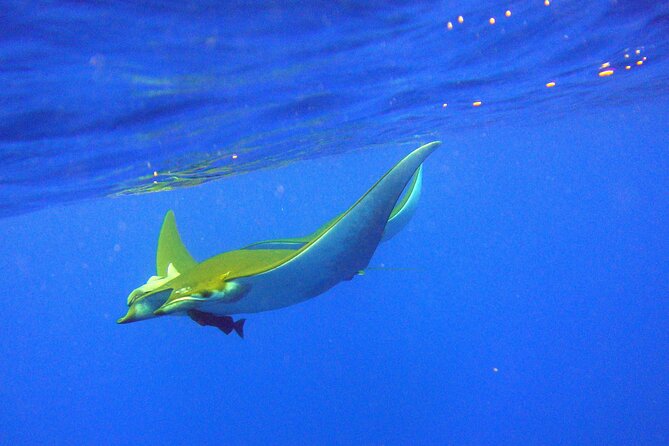 Scuba Diving - A first scuba experience for non-certified guests