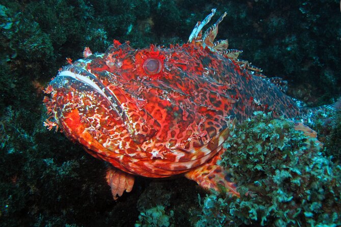 Scuba Diving - Gear, clothing, and the costs that need clarification