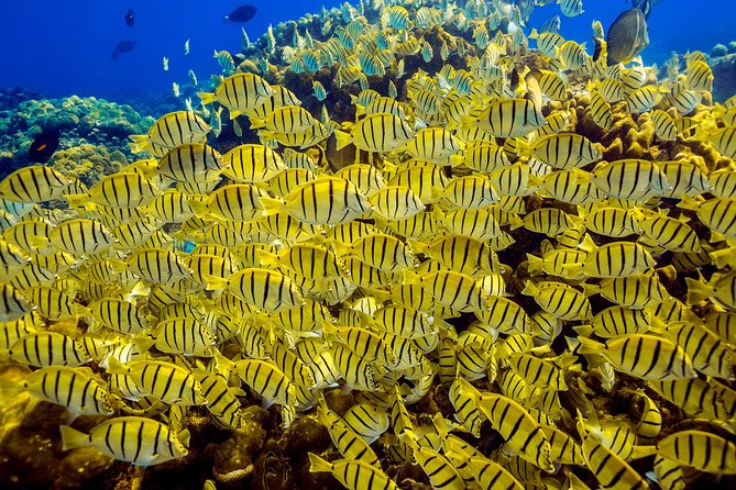 Scuba Diving - Who will get the most from this Cabo outing