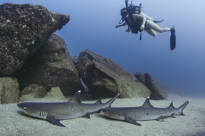 Scuba Diving - Should you book the Cabo Trek scuba trip?