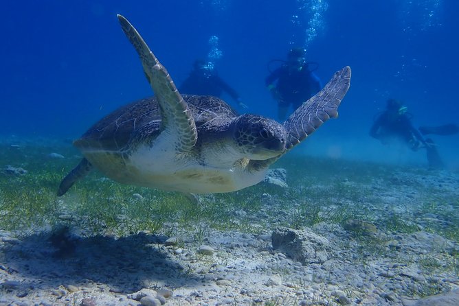 Scuba Diving Activity in Pernera - Hotel pickup and timing in Ayia Napa or Protaras