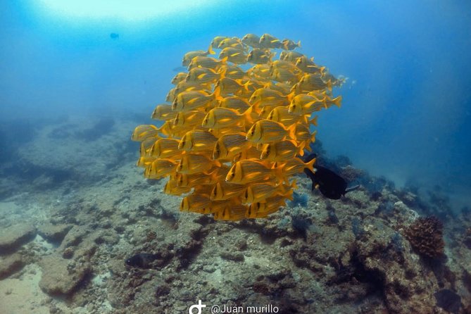 Scuba Diving adventure Cabo pulmo - Key things to know before booking