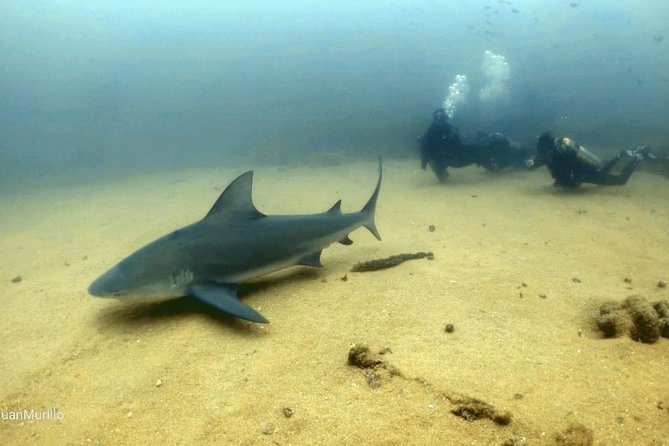 Scuba Diving adventure Cabo pulmo - What the five-hour schedule means for you