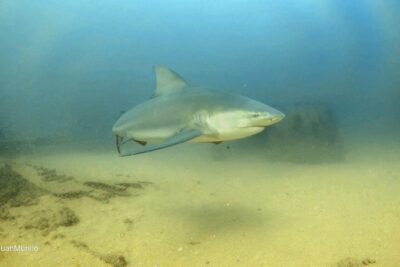 Scuba Diving adventure Cabo pulmo