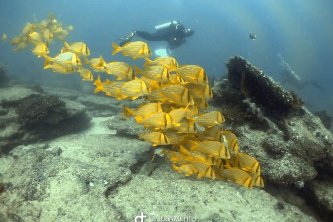 Scuba Diving adventure Cabo pulmo - Is $230 a fair price?