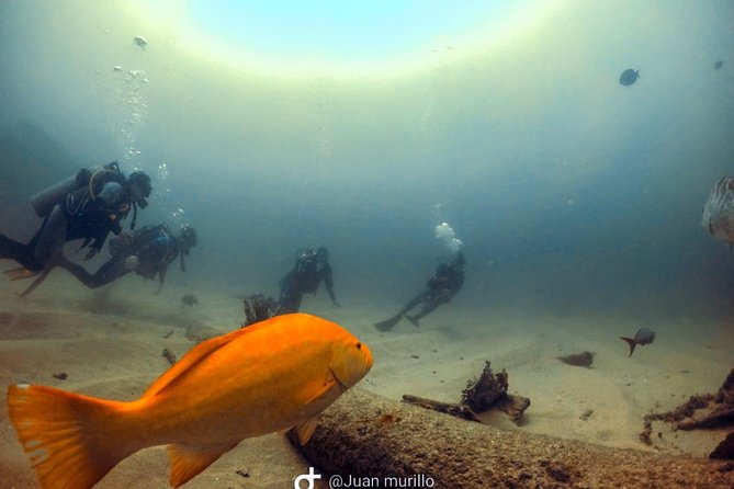 Scuba Diving adventure Cabo pulmo - Who will get the most from this trip?