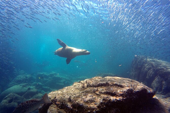 Scuba Diving Adventure in La Paz - A smooth morning at Muelle Fiscal