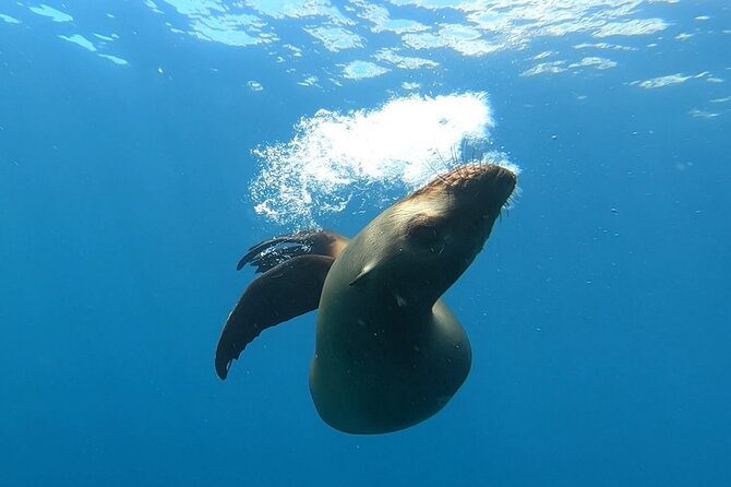 Scuba Diving Adventure in La Paz - Two sites, chosen for the day