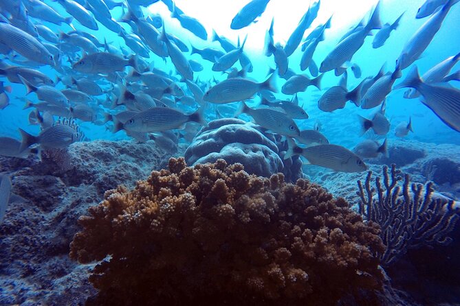 Scuba Diving Adventure in La Paz - Wildlife adds an element of luck