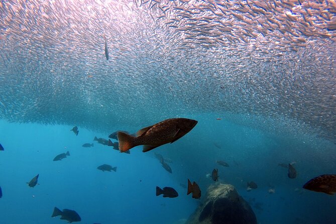 Scuba Diving Adventure in La Paz - Equipment and safety details worth checking
