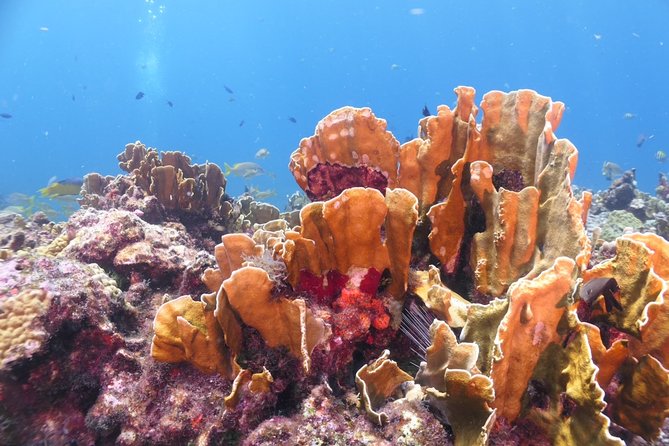 Scuba Diving Adventure WITHOUT CERTIFICATION! Try it today! - Why this Isla Mujeres scuba outing works for beginners