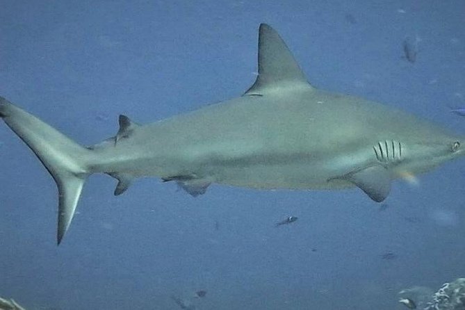 Scuba Diving Adventure WITHOUT CERTIFICATION! Try it today! - Is $160 a fair price?