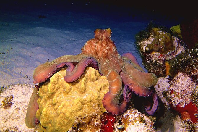 Scuba Diving Adventure WITHOUT CERTIFICATION! Try it today! - Timing, meeting point, and cancellation rules