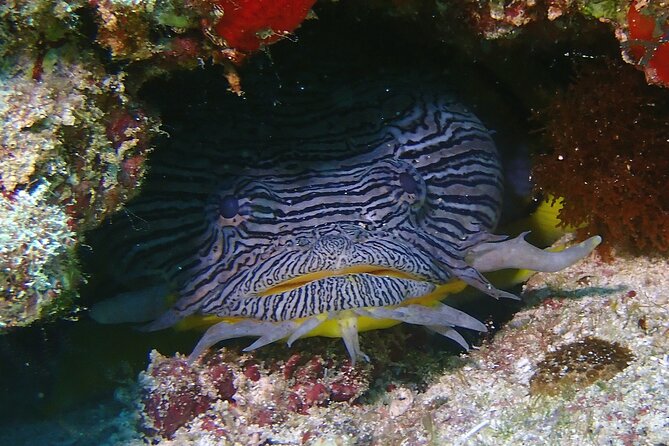 Scuba Diving Adventure WITHOUT CERTIFICATION! Try it today! - Who should book this first scuba experience?