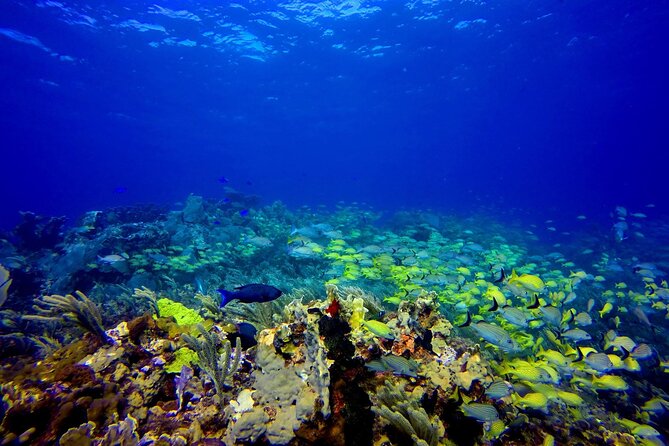 Scuba Diving Adventure WITHOUT CERTIFICATION! Try it today! - The instructors are the heart of the experience