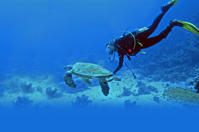 Scuba Diving at Jumeirah Dubai with Private Transfers - Coral and marine life near Jumeirah Beach