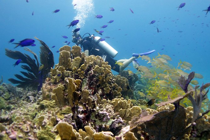 Scuba diving at MUSA the underwater museum for certified divers - Manchones adds the natural reef setting