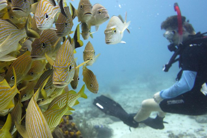 Scuba diving at MUSA the underwater museum for certified divers - Is $135 a fair price?