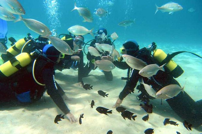 Scuba Diving Baptism in Costa Teguise, Lanzarote - Morning or Afternoon: Choosing Your Time