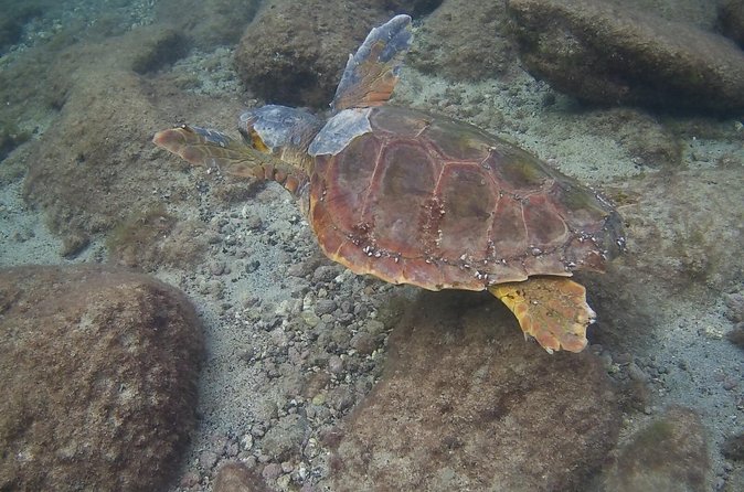 Scuba Diving Baptism in Costa Teguise, Lanzarote - Is $90.70 a Fair Price?