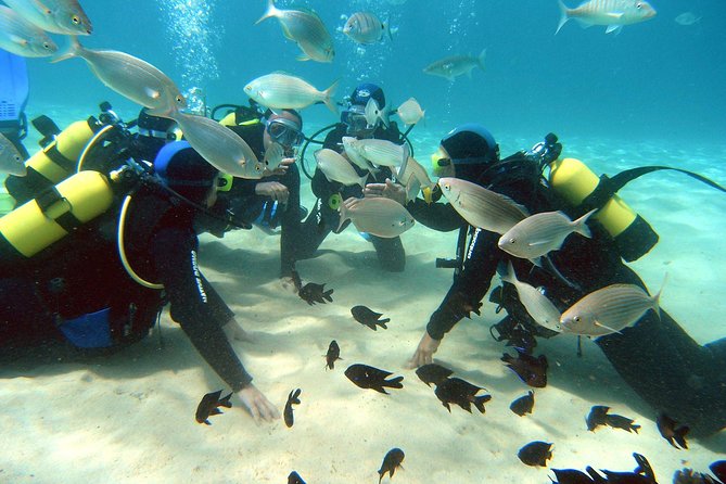 Scuba Diving (Basic Diver - 2 dives) - Key points to know before booking