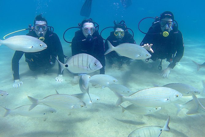 Scuba Diving (Basic Diver - 2 dives) - The certification credit has real value