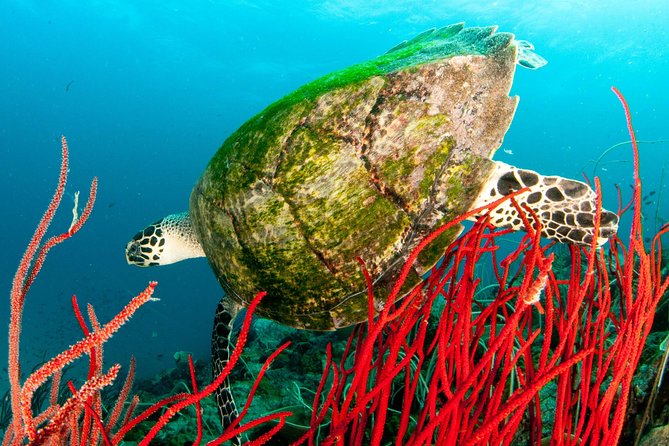 Scuba Diving Day Trip at Koh Chang – 2 Dives - Lunch, drinks, and the break between sessions