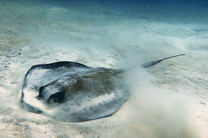Scuba Diving Discovery in the Crystal Water DE Bayahibe - Coral, fish, and a more personal underwater experience