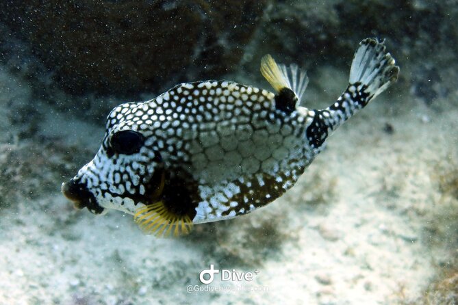 Scuba Diving Discovery in the Crystal Water DE Bayahibe - Equipment, snacks, and what the $120 covers