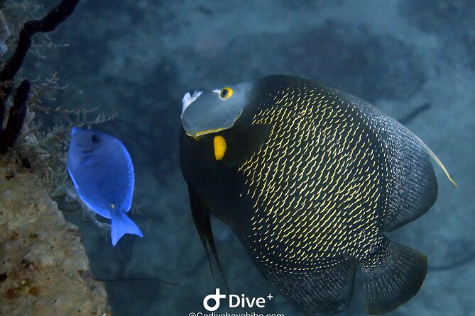 Scuba Diving Discovery in the Crystal Water DE Bayahibe - Safety and physical demands