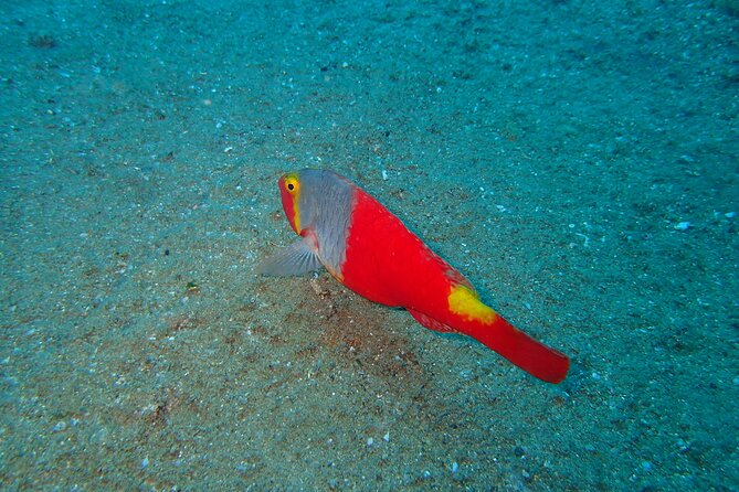Scuba Diving Experience at Arguineguin and Puerto Rico - Key points to know before booking