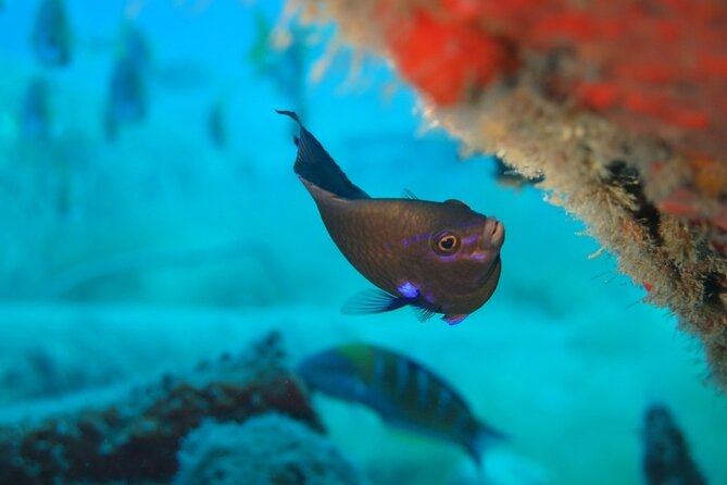 Scuba Diving Experience at Arguineguin and Puerto Rico - Small details that make the day easier