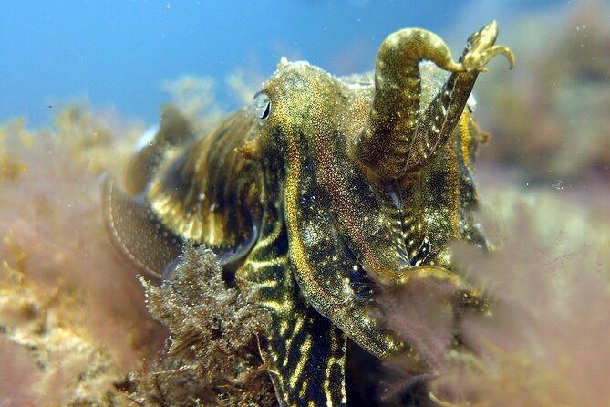 Scuba Diving Experience for Beginners in Gran Canaria - Handling nerves and small setbacks