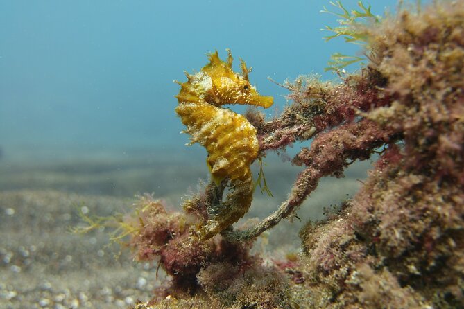 Scuba Diving Experience for Beginners in Gran Canaria - Timing, pickup, and cancellation details