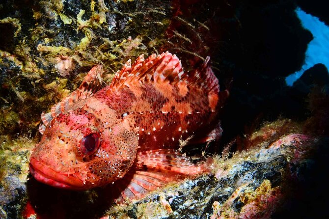 Scuba Diving Experience for Beginners in Ponta de São Lourenço - Key points at Ponta de São Lourenço