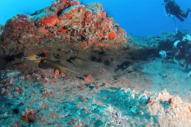 Scuba Diving Experience for Beginners in Ponta de São Lourenço - The 12-meter sea session