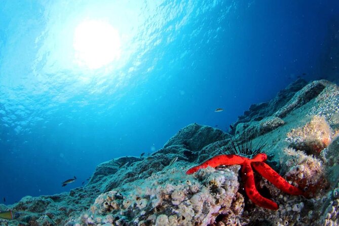 Scuba Diving Experience for Beginners in Ponta de São Lourenço - Why the small group makes a difference