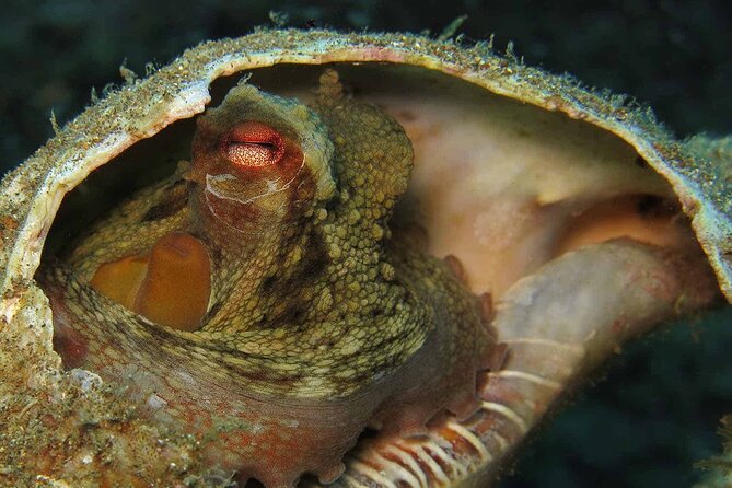Scuba Diving Experience for Beginners in Ponta de São Lourenço - Weather, visibility, and the limits of nature