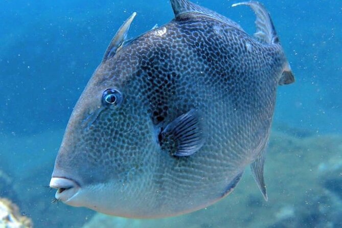 Scuba Diving Experience for Beginners in Ponta de São Lourenço - Is the $102.13 price good value?