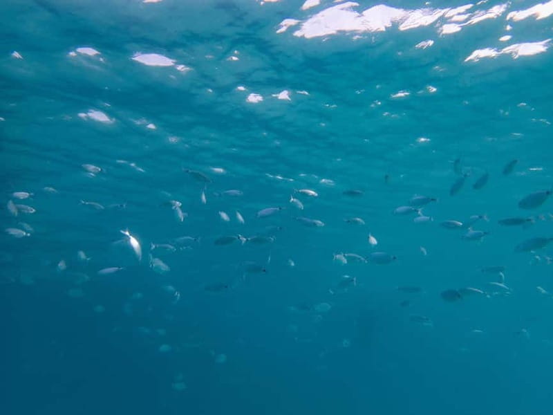 Scuba diving experience in La Maddalena : Baptism of the sea - Meeting at Pollo Diving ASD at 8:00 am or 4:00 pm