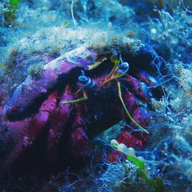 Scuba diving experience in La Maddalena : Baptism of the sea - Practical timing and cancellation advice