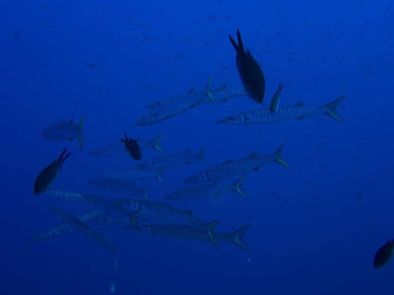 Scuba diving experience in La Maddalena : Baptism of the sea - Should you book Pollo Diving ASD?