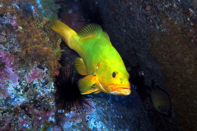 Scuba Diving Experience in Madeira - Key points before you book