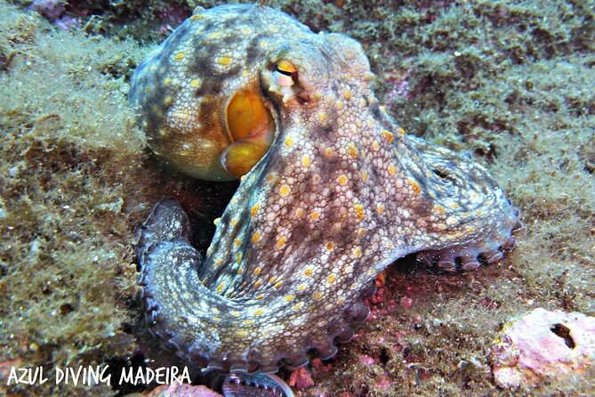 Scuba Diving Experience in Madeira - What 45 minutes underwater really means