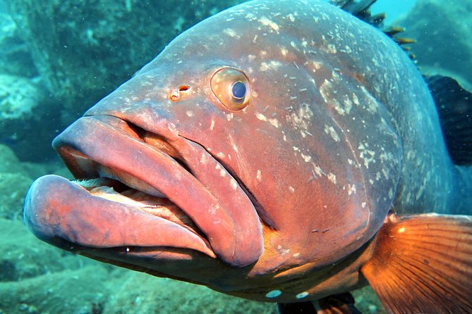 Scuba Diving Experience in Madeira - What the $50.81 price includes