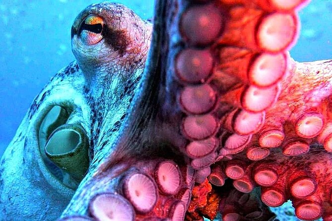 Scuba Diving Experience in Madeira - Who will enjoy this most