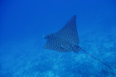 Scuba Diving for Beginners in Acapulco