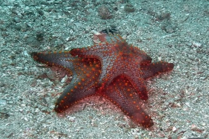 Scuba Diving for Beginners in Acapulco - What the included equipment and support are worth