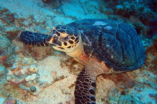 Scuba Diving for Beginners in Acapulco - Health, age, and flight rules you should take seriously